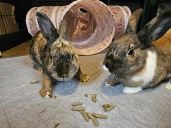 Rescue Harlequin and Cinnamon Rabbits for Adoption in Sauk Village, Illinois - Fiona + Ozzy Bonded Pair | PetCurious