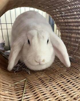 Cloud -  French Lop and Bunny Rabbit Rabbit for Adoption in New Hope, Pennsylvania - Cloud | PetCurious
