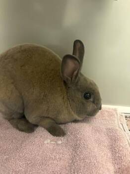 Rabbitouille -  Rex Rabbit for Adoption in Fairfax, Virginia - Rabbitouille | PetCurious