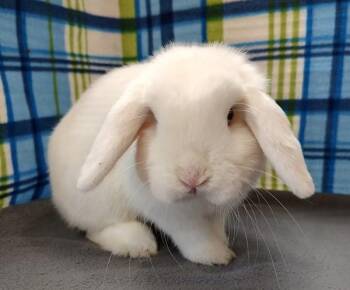 Falcor -  Holland Lop Rabbit for Adoption in Vancouver, Washington - Falcor | PetCurious