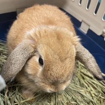 Sweet Pea -  Holland Lop Rabbit for Adoption in Pasadena, California - Sweet Pea | PetCurious