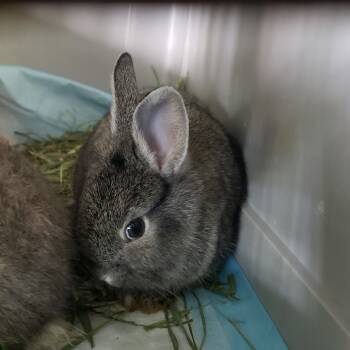 Rescue American Rabbits for Adoption in Mondovi, Wisconsin - Sage | PetCurious