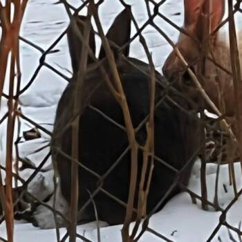 Bunny Rabbit Rabbits Available for Adoption - Ava | PetCurious