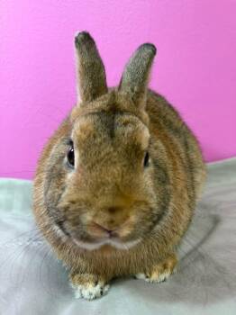 Dwarf Rabbits Available for Adoption - Choccy | PetCurious