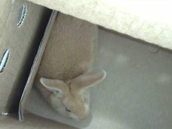 Bunny Rabbit Rabbits Available for Adoption in Dallas, Texas - MARGOT | PetCurious