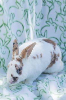 Rex Rabbits Available for Adoption in Bishopville, South Carolina - Lewis | PetCurious