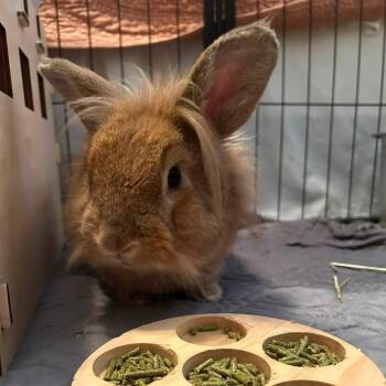 Bigsby -  Lionhead Rabbit for Adoption in Charlotte, North Carolina - Bigsby | PetCurious