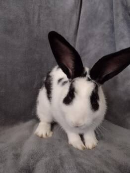Jake -  Dwarf Rabbit for Adoption in Plymouth, Michigan - Jake | PetCurious