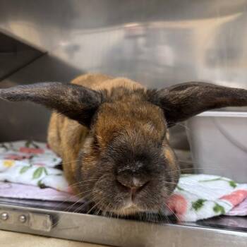 Daniel Jr -  Bunny Rabbit Rabbit for Adoption in Richmond, California - Daniel Jr | PetCurious