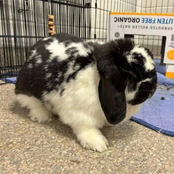 Eleanor -  Mini Lop Rabbit for Adoption in Wheaton, Illinois - Eleanor | PetCurious