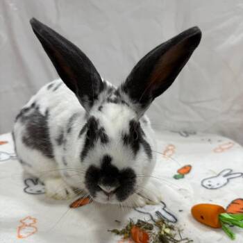Rhyme -  Bunny Rabbit Rabbit for Adoption in Puslinch, Ontario - Rhyme | PetCurious
