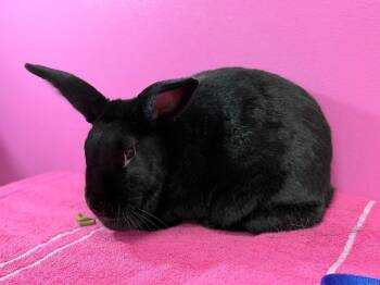 Rescue New Zealand Rabbits for Adoption in Saint Charles, Missouri - Toothless | PetCurious