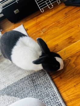 Rescue American Rabbits for Adoption in New Rochelle, New York - Zz Courtesy Listing For Linda | PetCurious