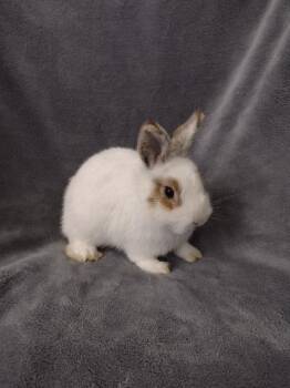 Ronnie -  Netherland Dwarf and Jersey Wooly Rabbit for Adoption in Plymouth, Michigan - Ronnie | PetCurious