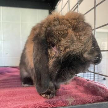 American Fuzzy Lop Rabbits Available for Adoption in West Des Moines, Iowa - Autumn | PetCurious