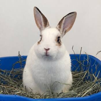Rhinelander Rabbits Available for Adoption in Kanab, Utah - Abbot | PetCurious