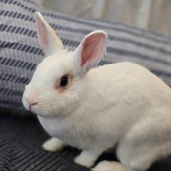 Polish Rabbits Available for Adoption in Plumsted, New Jersey - Swoot | PetCurious