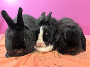 Lop Eared Rabbits Available for Adoption in Saint Charles, Missouri - Hour, Minute And Second  | PetCurious