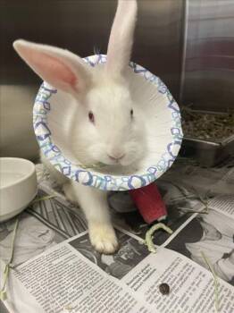 Florida White Rabbits Available for Adoption in Derwood, Maryland - DENNY