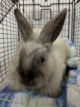 Rescue Bunny Rabbit Rabbits for Adoption in Hayward, California - SEAL | PetCurious