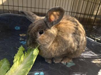 Harlequin Rabbits Available for Adoption - Vayda | PetCurious