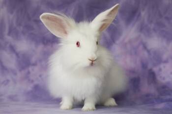 Rescue Bunny Rabbit Rabbits for Adoption in Santa Cruz, California - Leia | PetCurious