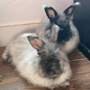 Cinder & Shadow -  Angora Rabbit Rabbit for Adoption in Taylorsville, Utah - Cinder & Shadow | PetCurious