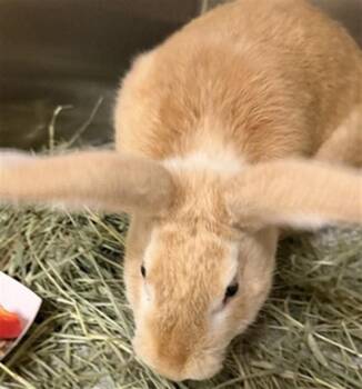 Bunny Rabbit Rabbits Available for Adoption in St. Louis, Missouri - ACORN | PetCurious