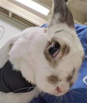 Rescue Bunny Rabbit Rabbits for Adoption in Camarillo, California - TOTORO | PetCurious