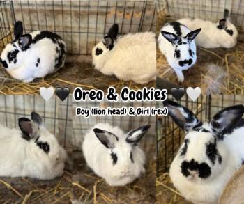 Lionhead Rabbits Available for Adoption - Oreo & Cookies | PetCurious