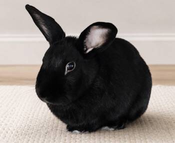 Tedi -  Satin and English Spot Rabbit for Adoption in Lakeville, Minnesota - Tedi | PetCurious