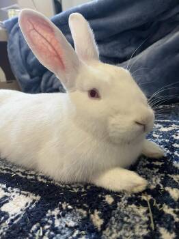 New Zealand Rabbits Available for Adoption - Jodie | PetCurious