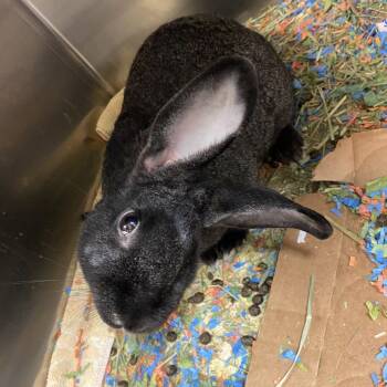 Rescue American Rabbits for Adoption in Charlottesville, Virginia - Bungee | PetCurious