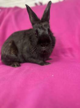 Rescue Lionhead Rabbits for Adoption in Westerville, Ohio - Daisy | PetCurious