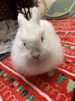 FREYJA -  Jersey Wooly Rabbit for Adoption in Fairbanks, Alaska - FREYJA | PetCurious