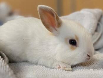 Claudette -  Rex Rabbit for Adoption in Salinas, California - Claudette | PetCurious