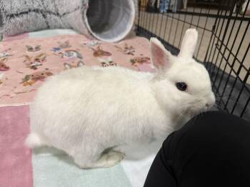 Tulip -  Dwarf and Hotot Rabbit for Adoption in Little Rock, Arkansas - Tulip | PetCurious