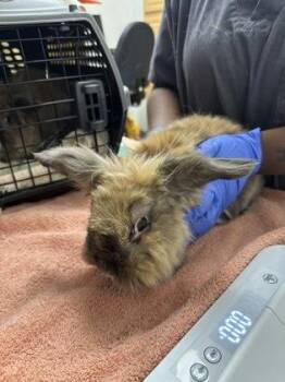 Mocha -  Jersey Wooly Rabbit for Adoption in Sacramento, California - Mocha | PetCurious