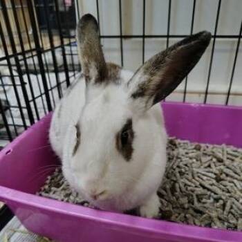 Bunny Rabbit Rabbits Available for Adoption in Philadelphia, Pennsylvania - Beatrix | PetCurious