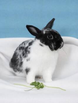 Bacon -  Dwarf Rabbit for Adoption in Chicago, Illinois - Bacon | PetCurious