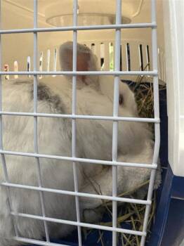 Sanaa -  Lionhead Rabbit for Adoption in Montreal, Quebec - Sanaa | PetCurious