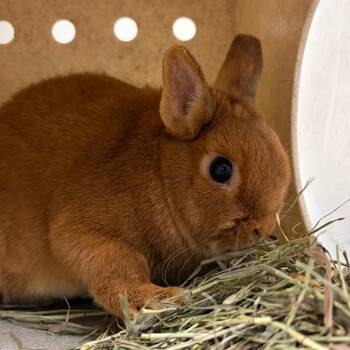 Conan -  Netherland Dwarf Rabbit for Adoption in Reno, Nevada - Conan | PetCurious