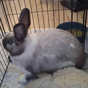 Mauser -  American Rabbit for Adoption in Napa, California - Mauser | PetCurious