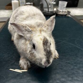 Drew Bunnymore -  Harlequin Rabbit for Adoption in Westminster, California - Drew Bunnymore | PetCurious