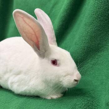 Amos -  New Zealand Rabbit for Adoption in Oak Park, Illinois - Amos | PetCurious
