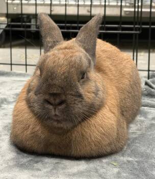 Pierre -  American Rabbit for Adoption in Oakland, California - Pierre | PetCurious