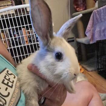 Bunny Rabbit Rabbits Available for Adoption in Asheville, North Carolina - Elefante | PetCurious