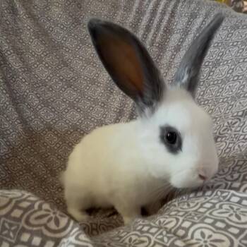 Elmer -  Bunny Rabbit Rabbit for Adoption in Gansevoort, New York - Elmer | PetCurious