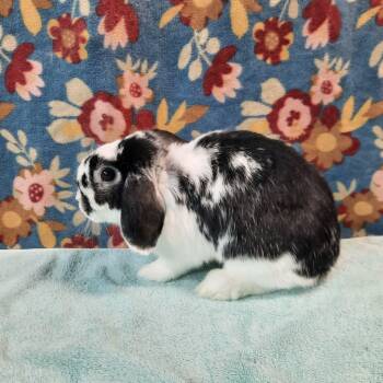 Rescue Lop Eared Rabbits for Adoption in Montclair, California - Sandy | PetCurious