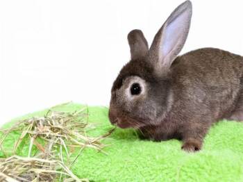 TORY -  Bunny Rabbit Rabbit for Adoption in Fort Lauderdale, Florida - TORY | PetCurious